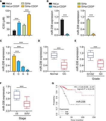 LncRNA OTUD6B-AS1 Induces Cisplatin Resistance in Cervical Cancer Cells Through Up-Regulating Cyclin D2 via miR-206